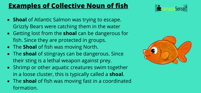 collective noun of fish examples