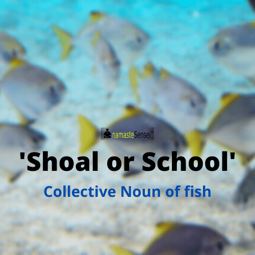 collective noun of fish or collective noun for fish