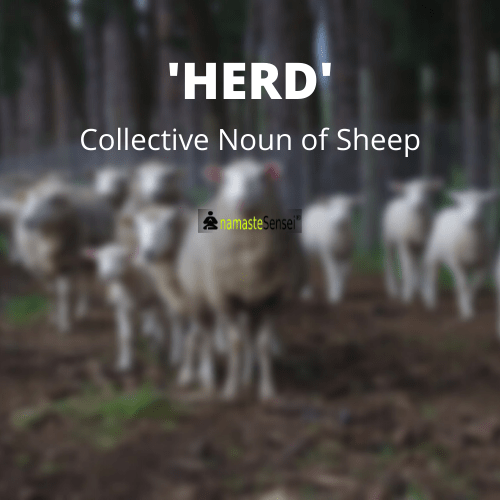 Herd is a collective noun of sheep