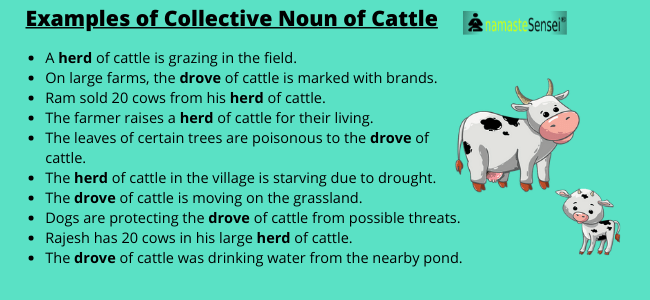 Examples of Collective Noun of Cattle