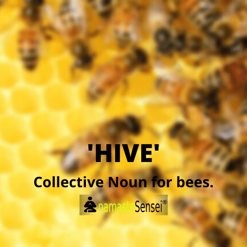 collective Noun for bees and collective noun of bees