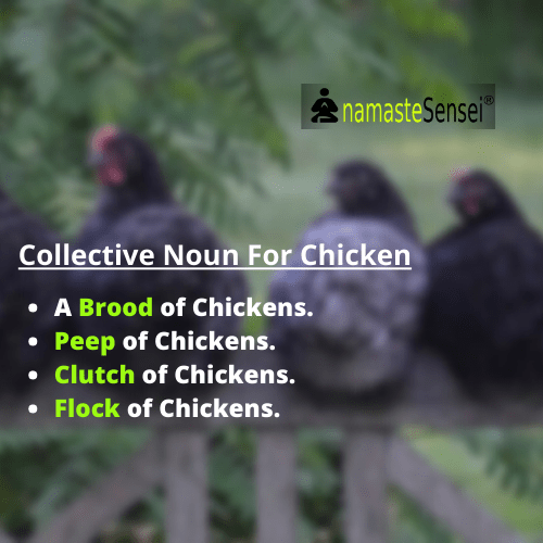 collective noun for chicken