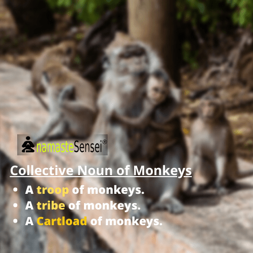 collective noun of monkeys or collective noun for monkeys