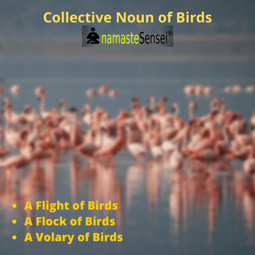 Collective Noun of birds