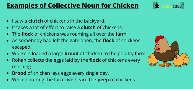 examples of collective noun for chicken