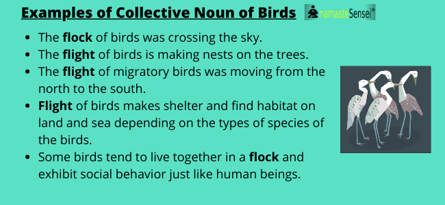 Examples of Collective Noun for birds in sentence