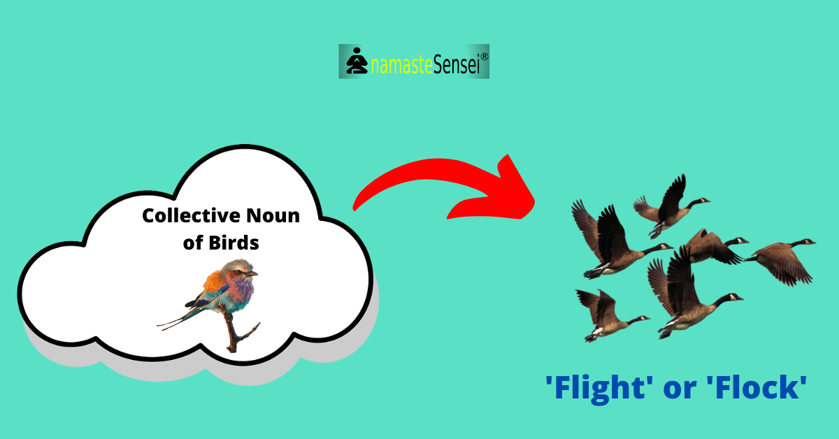 collective noun of birds or collective noun for birds featured