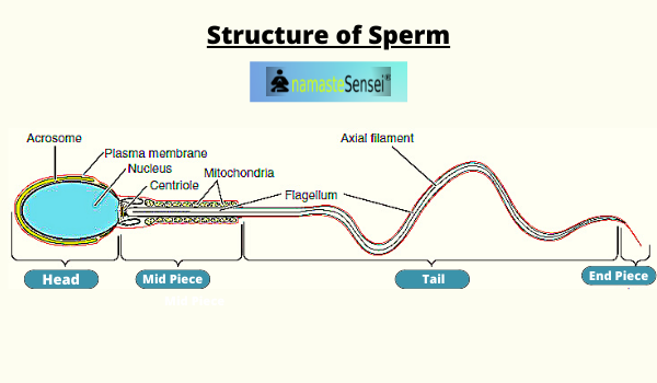 Structure of sperm