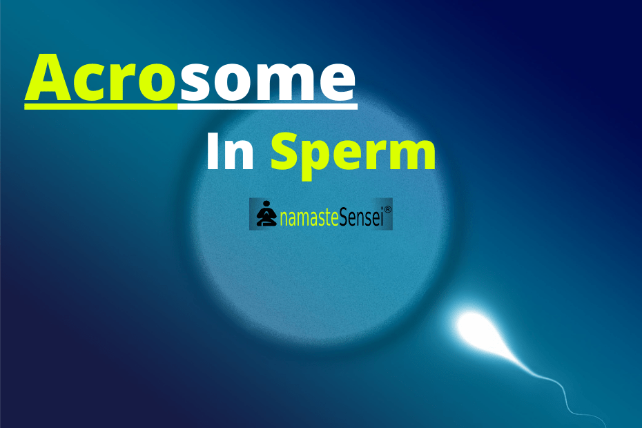 acrosome in sperm featured