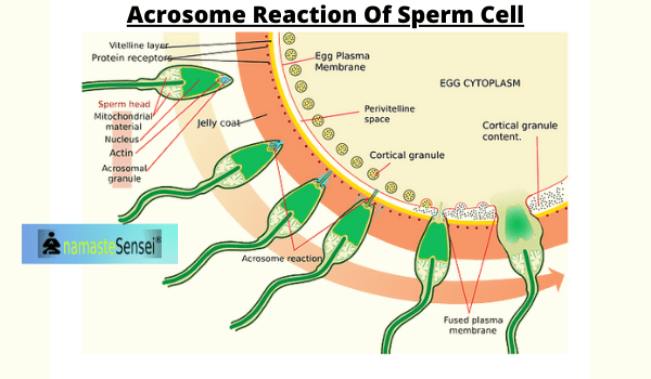 acrosome reaction in sperm cell
