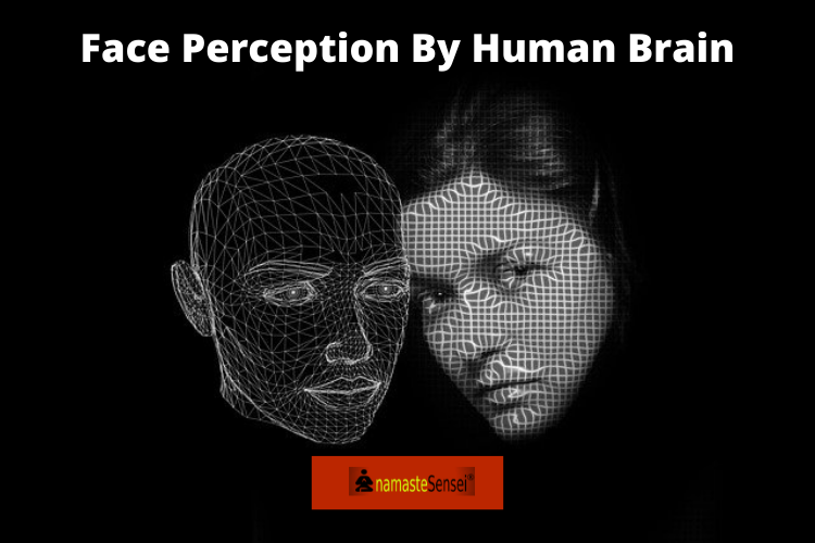 Face Perception by human brain