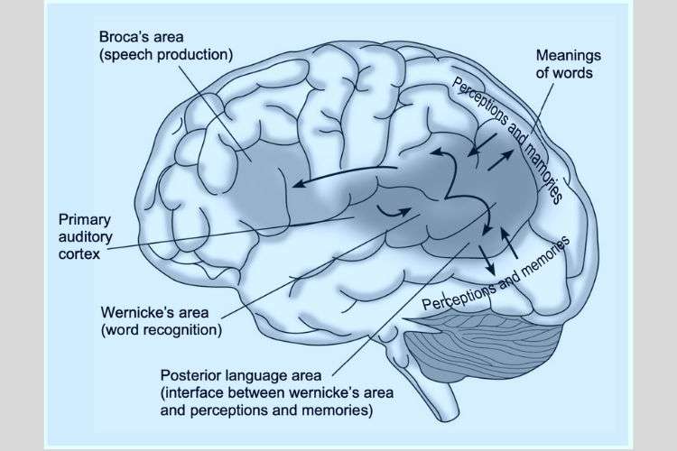 how does the brain process speech