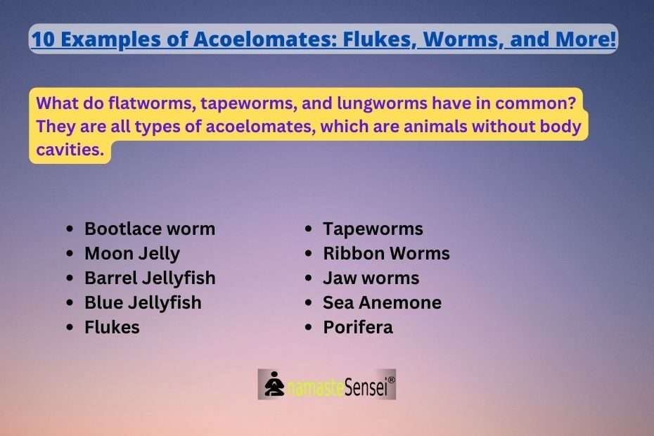 10 Examples of Acoelomates: Flukes, Worms, and More! featured
