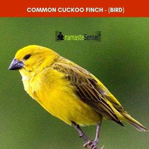 Common Cuckoo Finch - (Bird) fourth Sympatric Speciation example