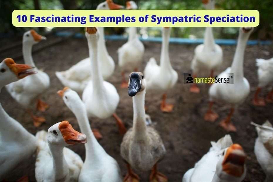 Examples of Sympatric Speciation featured