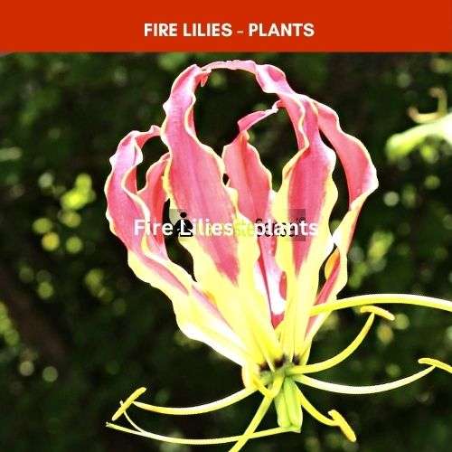 Fire Lilies (plants)