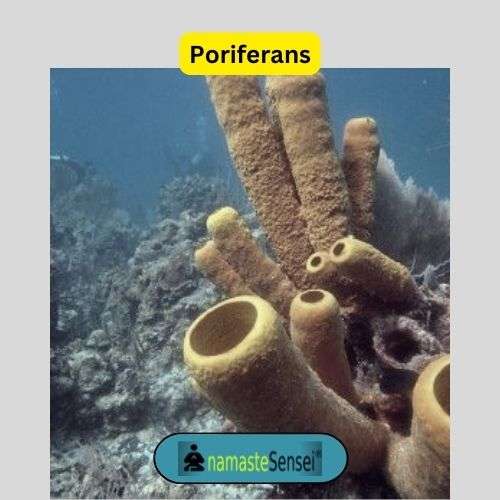 Poriferans