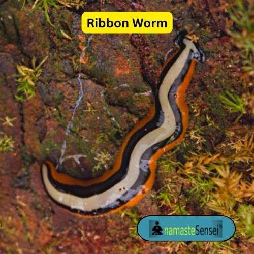 ribbon worms