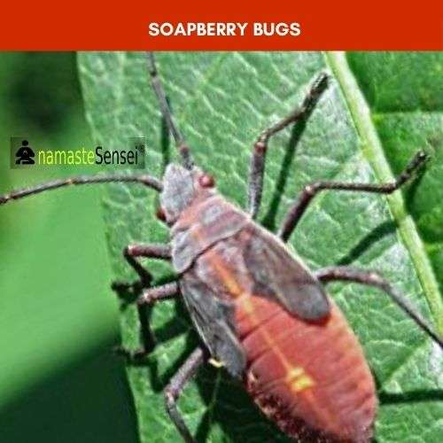 Soapberry Bugs