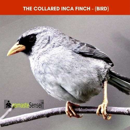 The Collared Inca Finch - (Bird) third Sympatric Speciation example