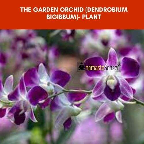 The Garden Orchid (Dendrobium bigibbum) - Plant