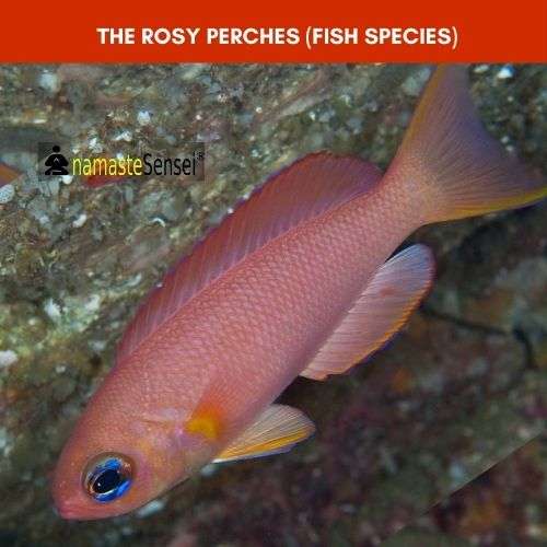 The Rosy Perches (Fish Species) second Example of Sympatric Speciation