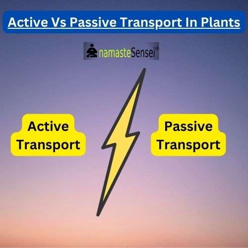 active vs passive transport in plants | what is the difference between active and passive transport  in plants