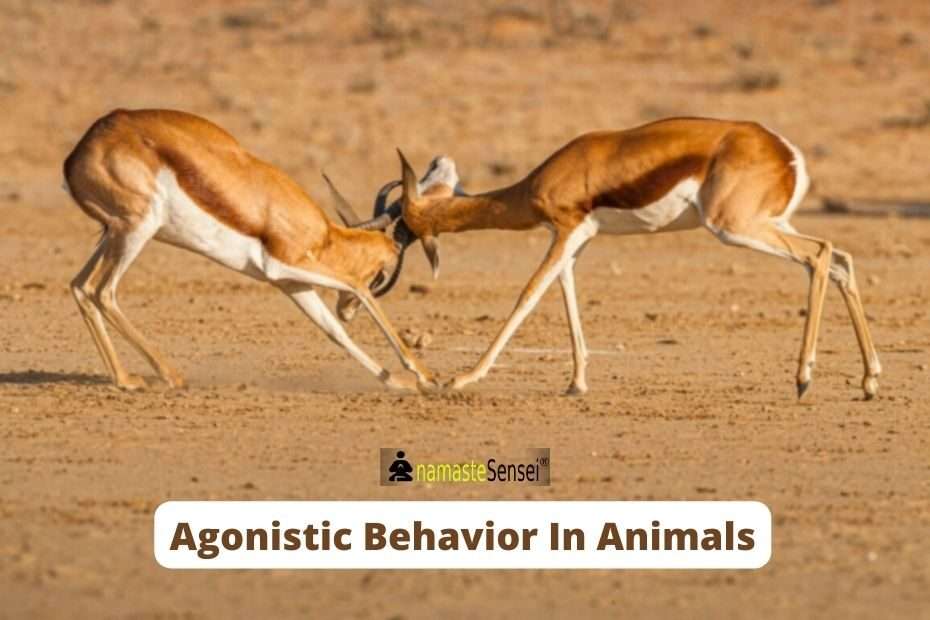 agonistic behavior in animals featured