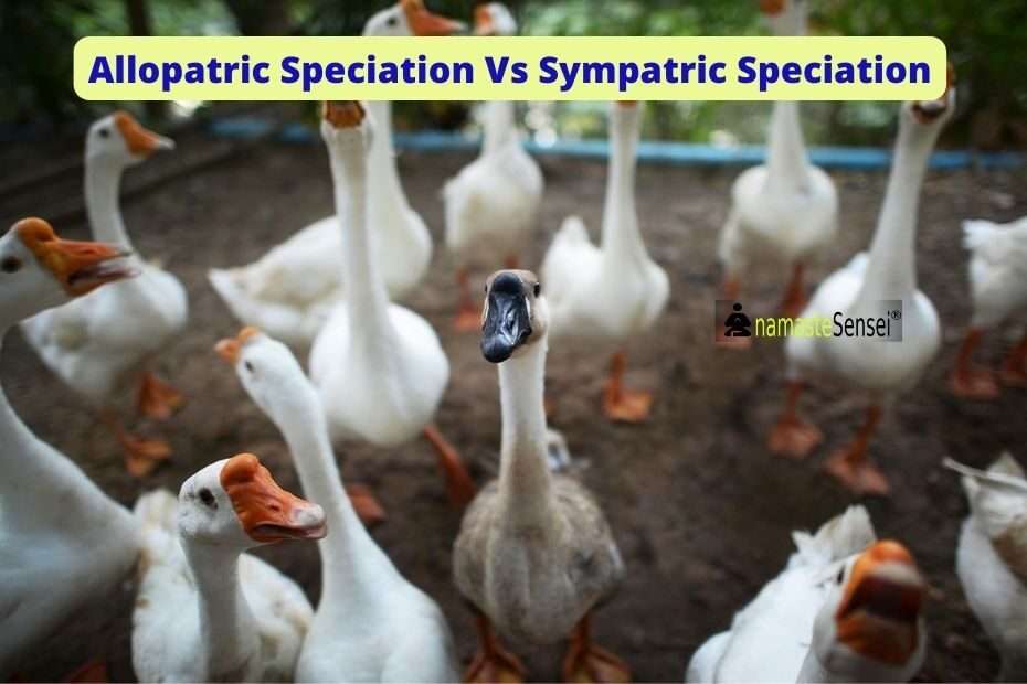 allopatric vs sympatric speciation featured