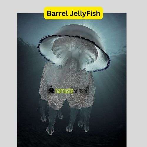 third acoelomate Examples, Barrel JellyFish