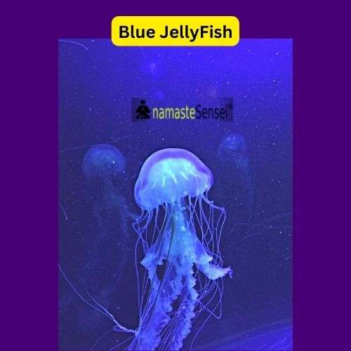 fourth acoelomate Examples, blue jellyfish