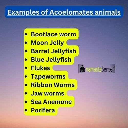 examples of acoelomates animals