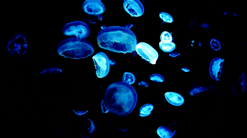 second example of acoelomates, moon jellyfish