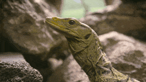 reptiles examples