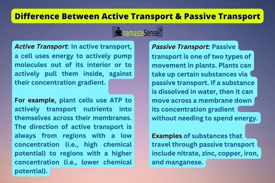 what is the difference between active and passive transport featured