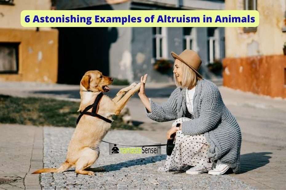 6 Astonishing Examples of Altruism in Animals featured