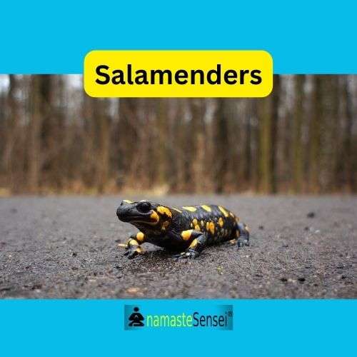 Examples of Polyploidy salamenders