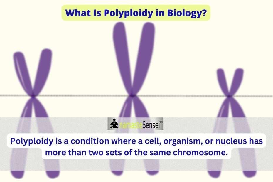 What Is Polyploidy in Biology featured