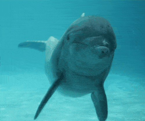 examples of altruism in dolphins