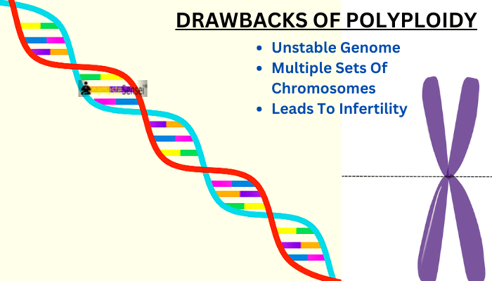 drawbacks of polyploidy in biology