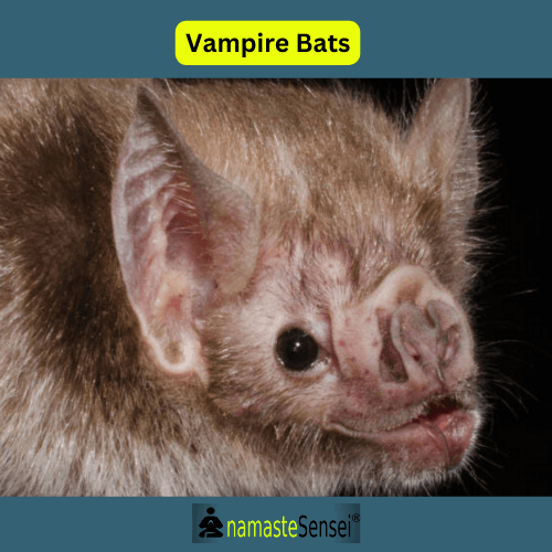 altruistic behavior in animals - bats