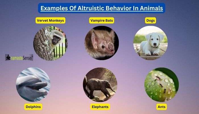 example of altruism in animals altruism examples in animals
